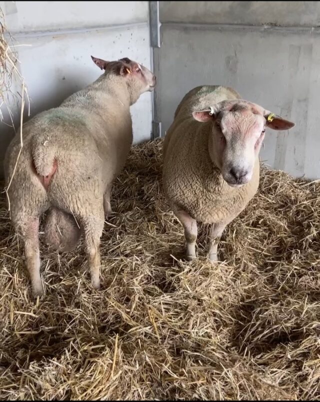 2 Rouge de L’ouest Breeding Ewes