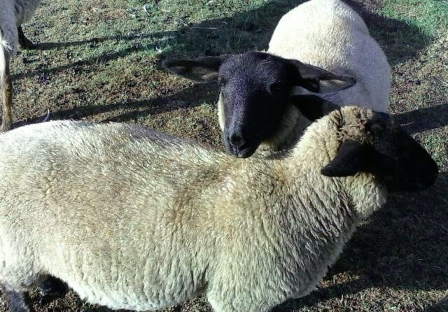 SUFFOLK RAM LAMBS