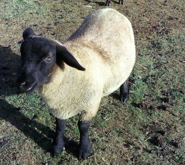 SUFFOLK RAM LAMBS