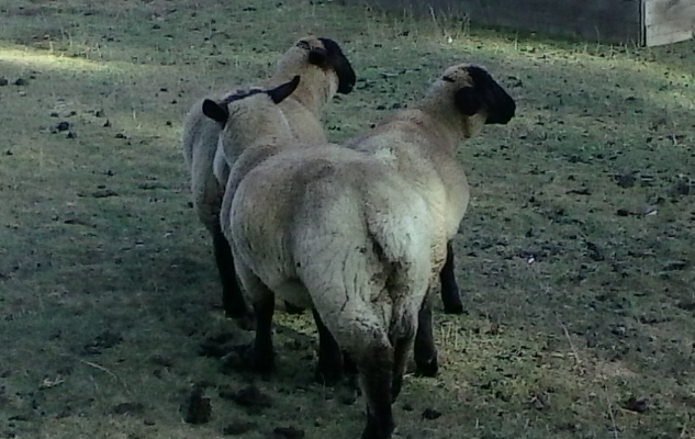 SUFFOLK RAM LAMBS