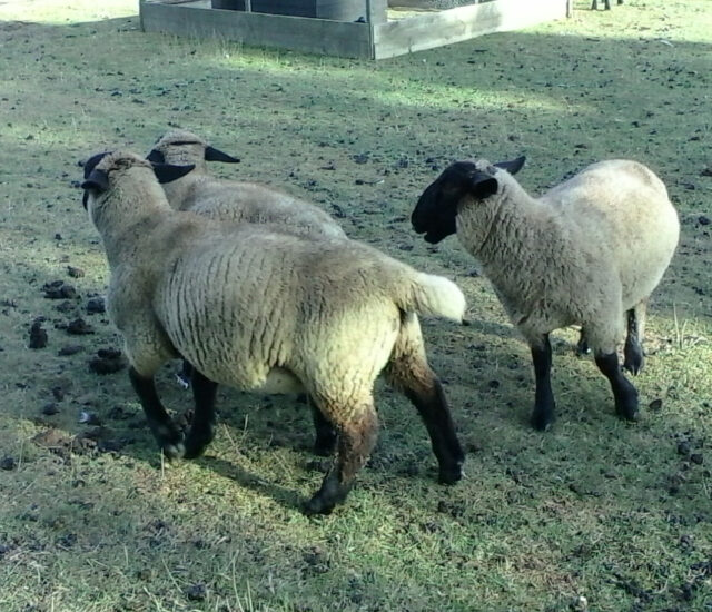 SUFFOLK RAM LAMBS