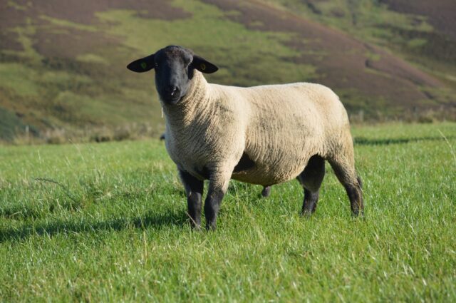 Suffolk Shearling Tups. Top 5% on Signet