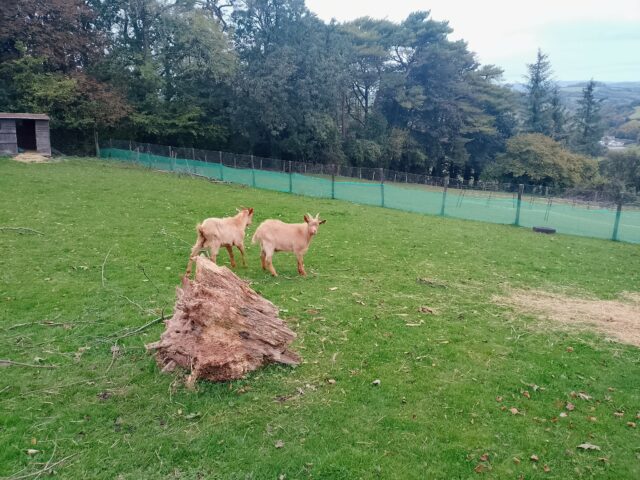 5 month old royal golden guernsey billy