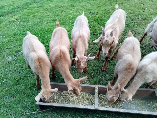 5 month old royal golden guernsey billy