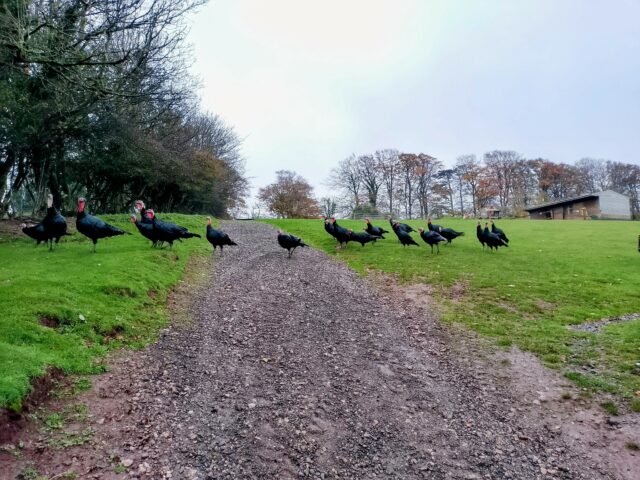 norfolk black turkeys for sale
