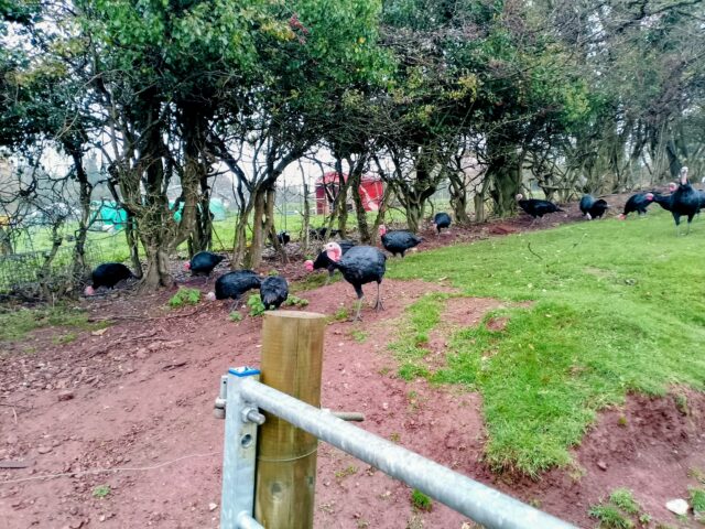 norfolk black turkeys for sale