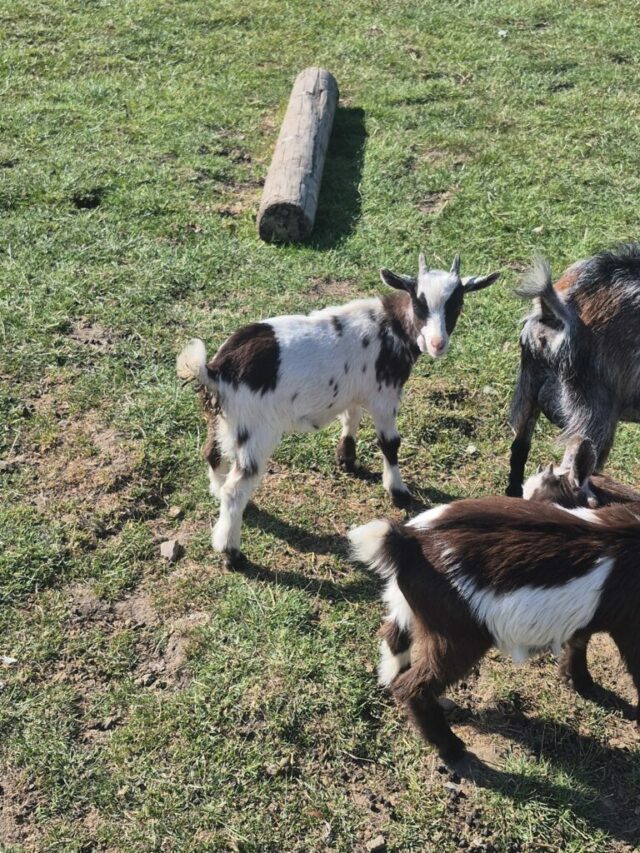 Pygmy pygmy goats Available