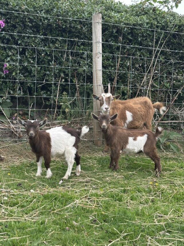 Pygmy pygmy goats Available
