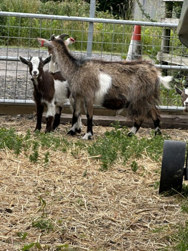 Pygmy pygmy goats Available