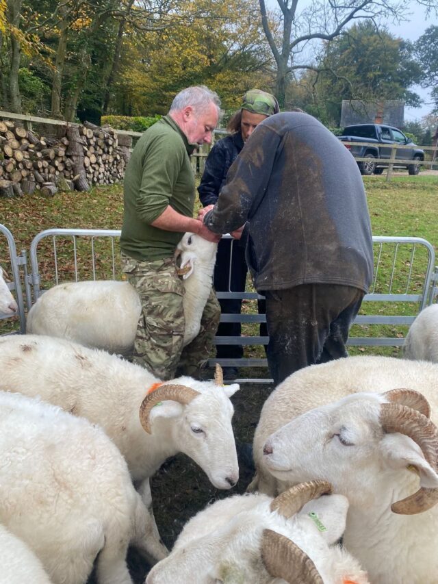 Wiltshire Horn in Lamb Sheep