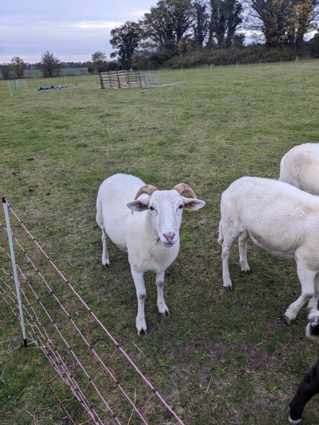Wiltshire Horn in Lamb Sheep