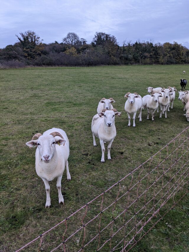 Wiltshire Horn in Lamb Sheep