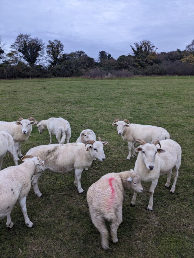 Wiltshire Horn in Lamb Sheep