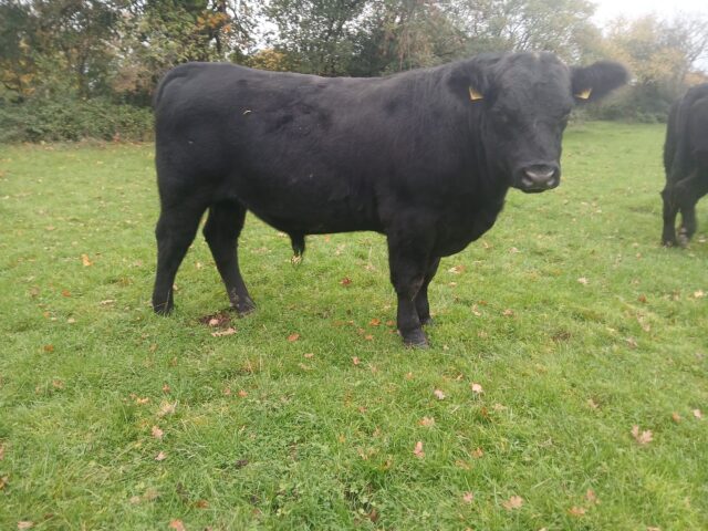 Pedigree Aberdeen Angus bull