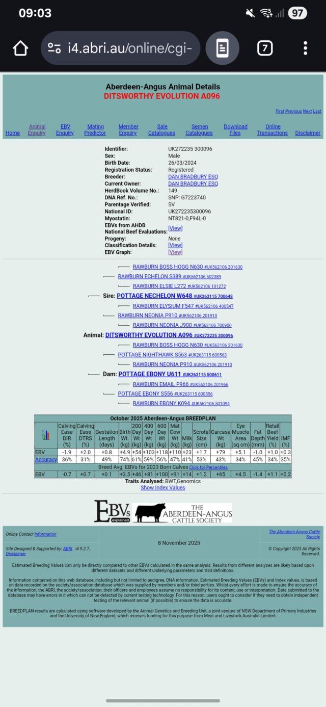 Pedigree Aberdeen Angus bull
