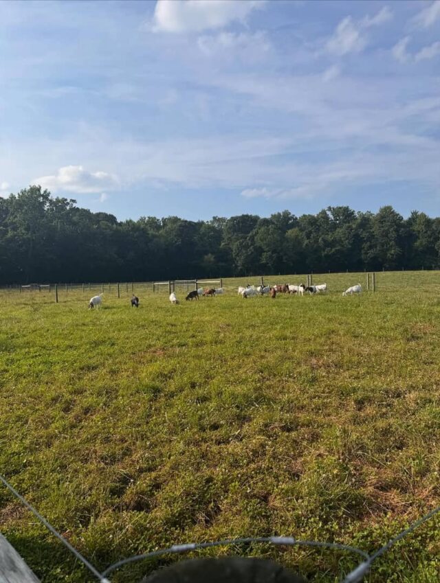 Boer Goats Available Wholesale