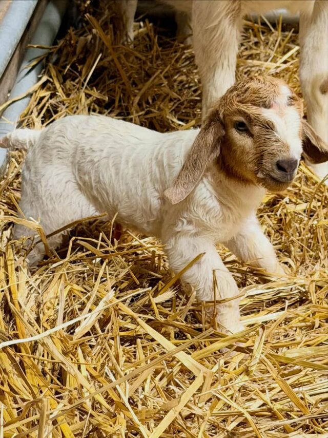 Boer Goats Available Wholesale