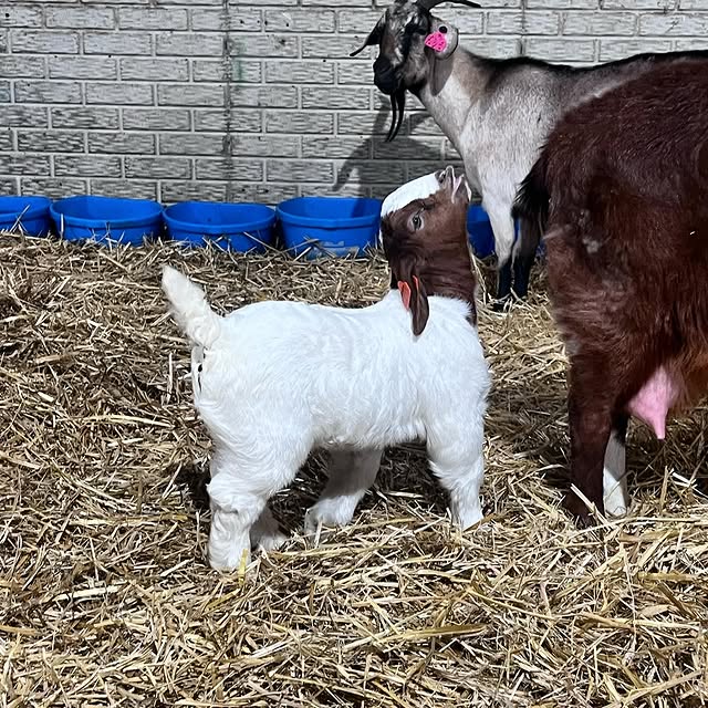 Boer Goats Available Wholesale