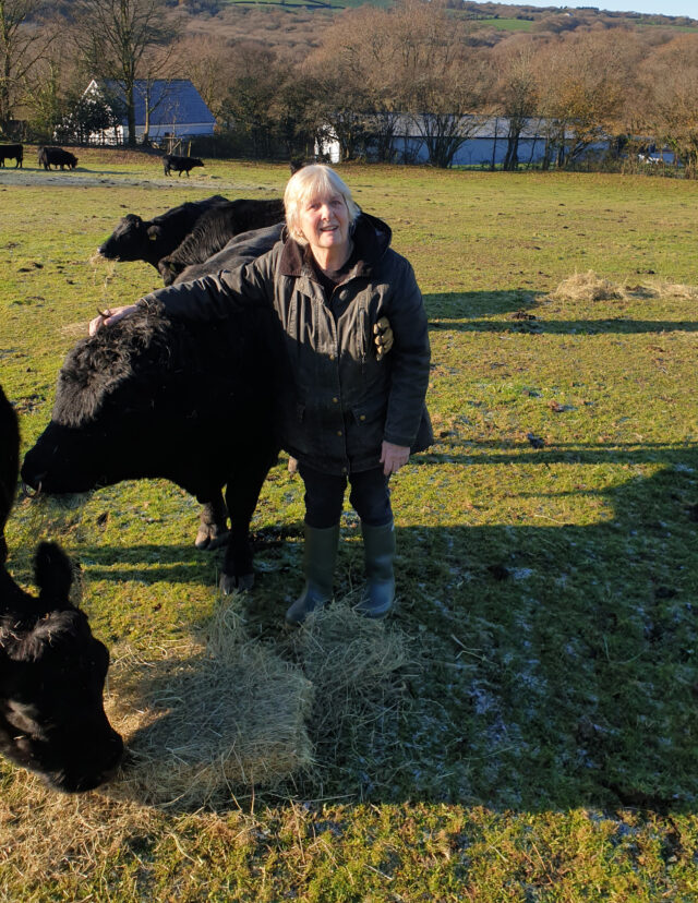 Small herd of miniature DEXTER Cattle