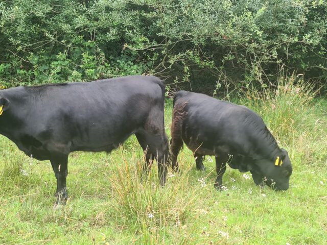 Small herd of miniature DEXTER Cattle