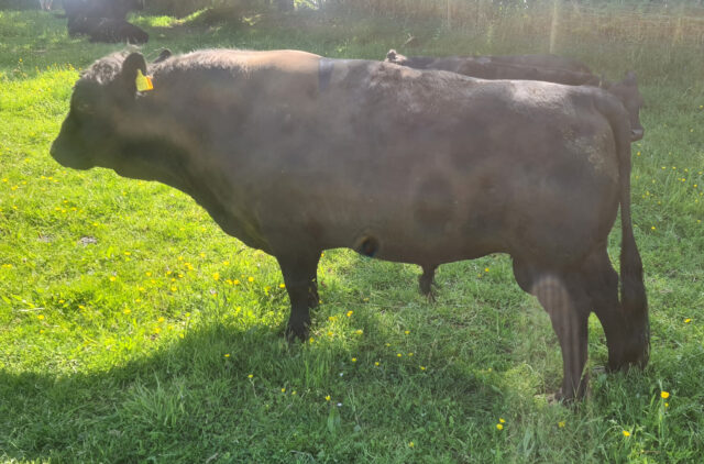 Small herd of miniature DEXTER Cattle