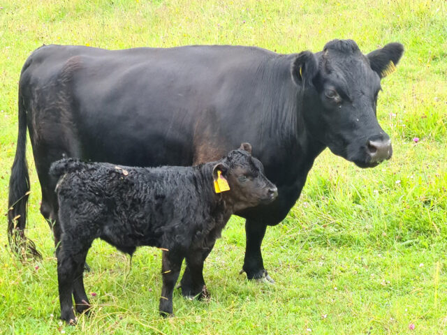 Small herd of miniature DEXTER Cattle
