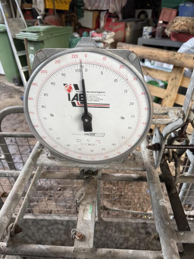 Small Livestock Scales