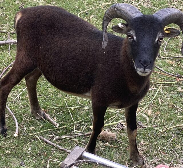Proven soay rams