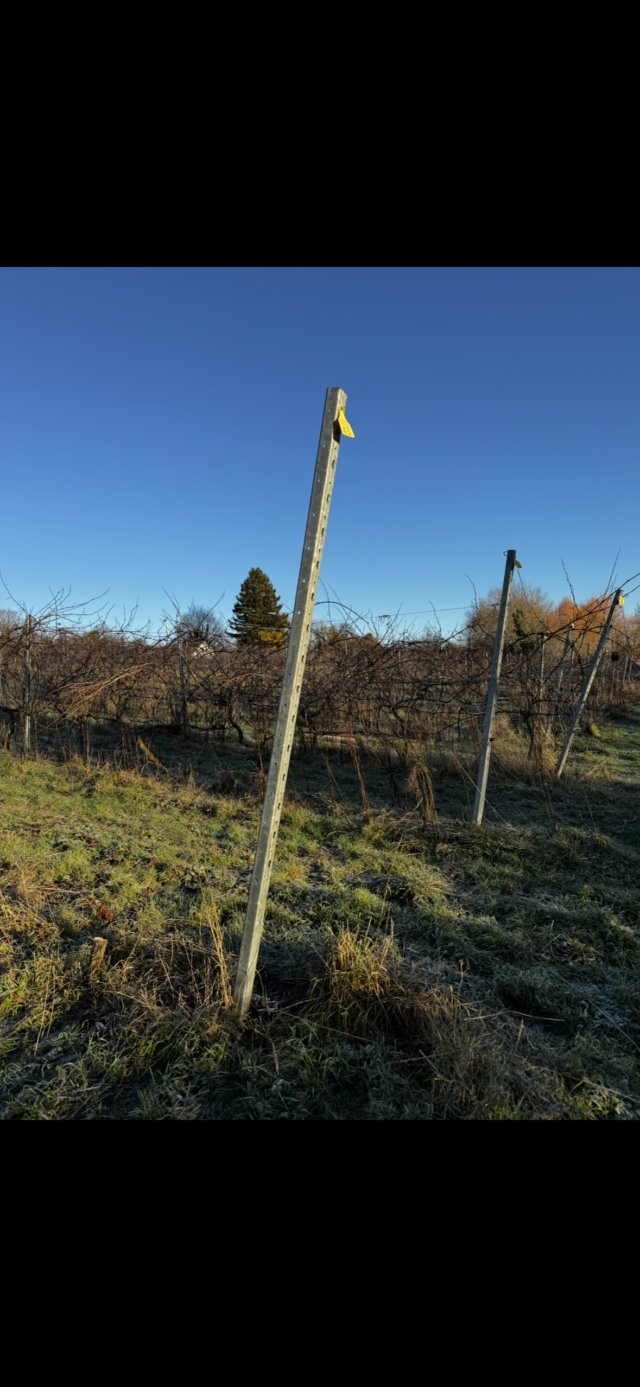 Galvanised Vineyard / Agricultural Poles