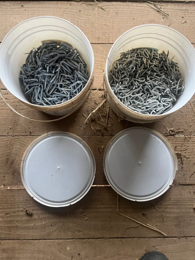 Barbed wire and staples