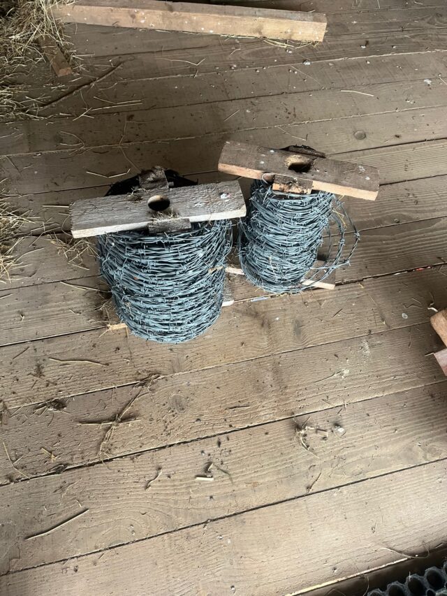 Barbed wire and staples