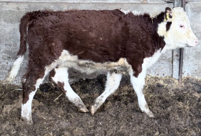 Hereford x and Hereford bull and heifer