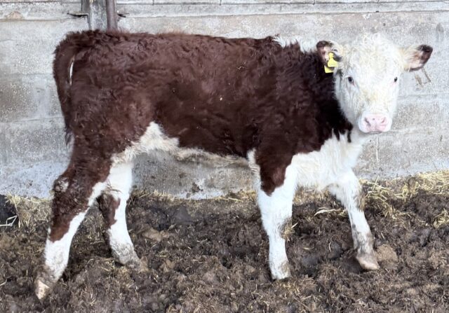Hereford x and Hereford bull and heifer
