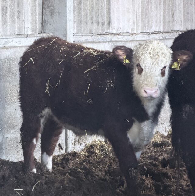Hereford x and Hereford bull and heifer