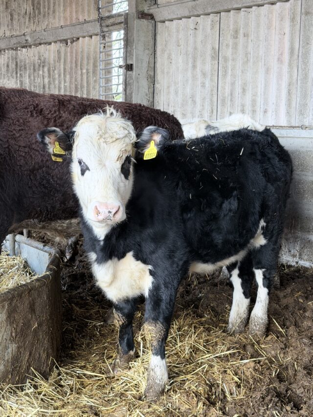 Hereford x and Hereford bull and heifer