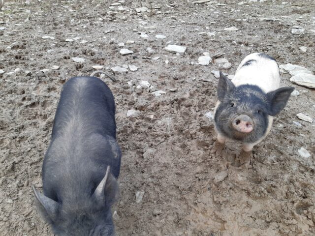 Berkshire Kune weaner pigs for sale