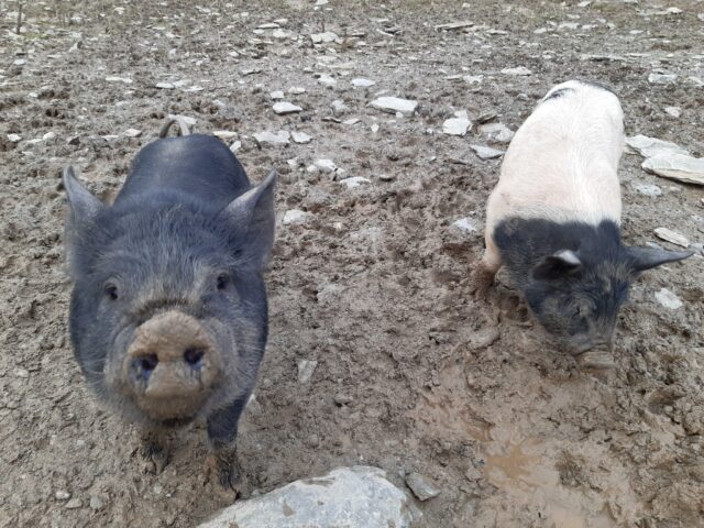 Berkshire Kune weaner pigs for sale
