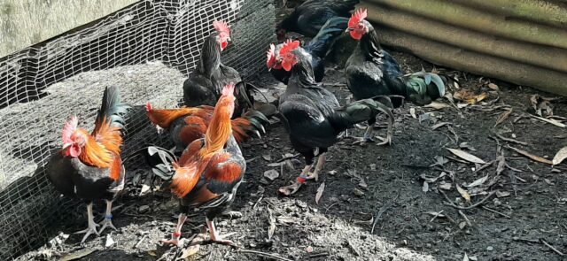 Bantams