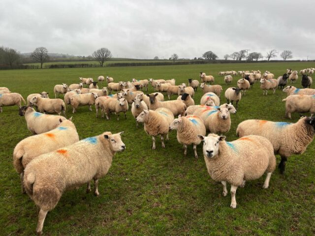 lamb purebred ewes  4 Sale