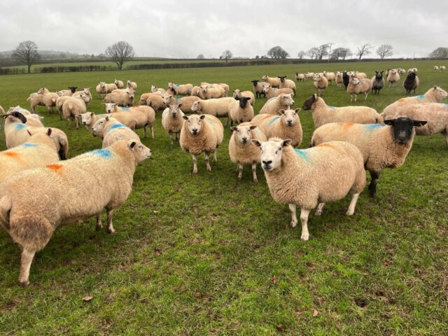 lamb purebred ewes  4 Sale